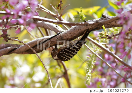 木をつつくコゲラ 104025279