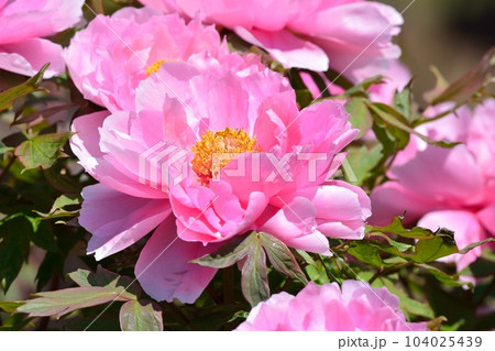 満開の牡丹の花 104025439