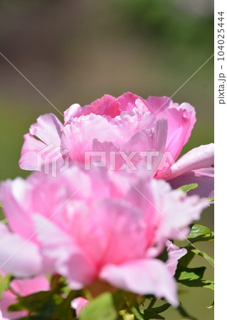 満開の牡丹の花 104025444