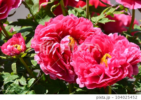 満開の牡丹の花 104025452