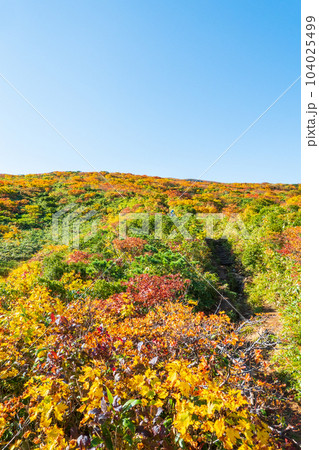 秋の栗駒山登山（産沼コース） 104025499