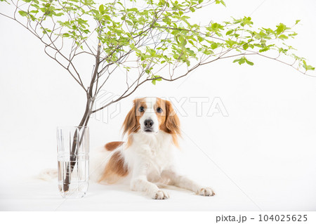 ドウダンツツジの下でふせをするコーイケルホンディエ 104025625