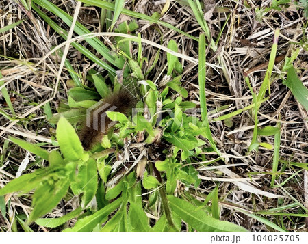 草むらを歩くクマケムシ　　 104025705