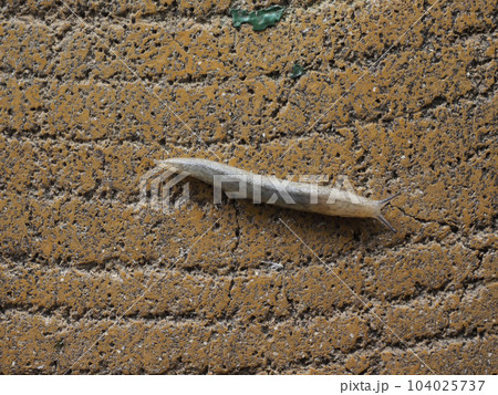 ナメクジ（沖縄県那覇市） 104025737