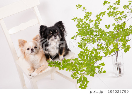 少し上から撮ったドウダンツツジと2頭のチワワ 104025799