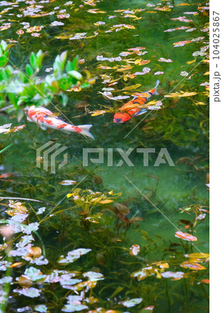 モネの池の鯉、根道神社 104025867