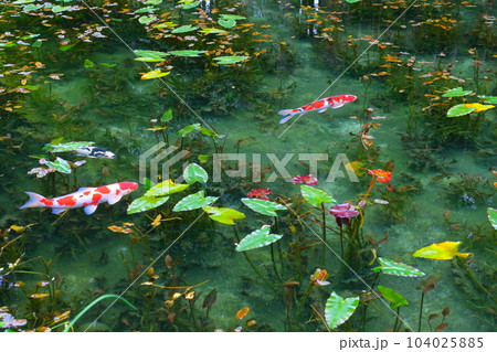 モネの池の鯉、根道神社 モネの池の鯉、根道神社 104025885