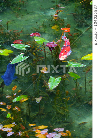 モネの池の鯉、根道神社 104025887