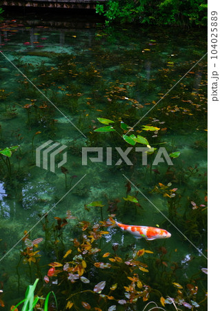 モネの池の鯉、根道神社 104025889