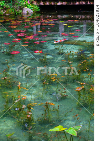 モネの池の鯉、根道神社 モネの池の鯉、根道神社 104025924