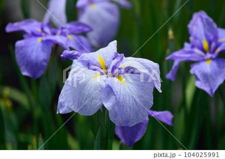 東京都葛飾区の堀切菖蒲園 東京都葛飾区の堀切菖蒲園 104025991