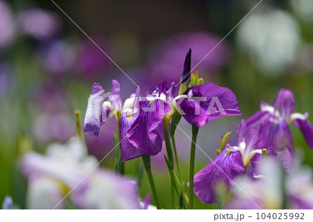 東京都葛飾区の堀切菖蒲園 東京都葛飾区の堀切菖蒲園 104025992