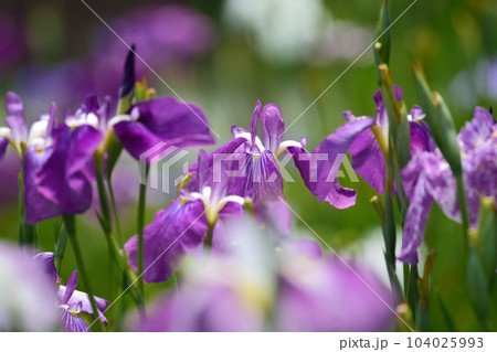 東京都葛飾区の堀切菖蒲園 東京都葛飾区の堀切菖蒲園 104025993