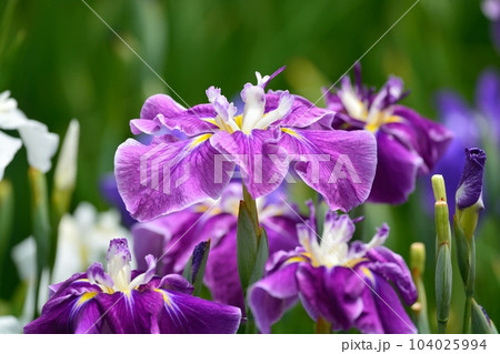 東京都葛飾区の堀切菖蒲園 東京都葛飾区の堀切菖蒲園 104025994