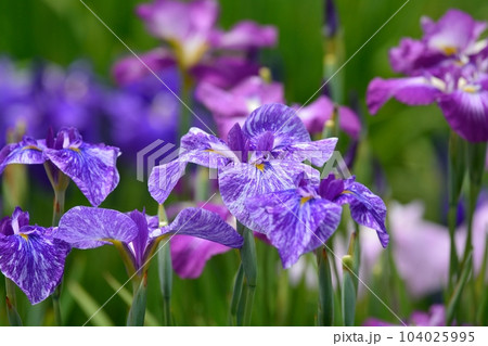 東京都葛飾区の堀切菖蒲園 東京都葛飾区の堀切菖蒲園 104025995