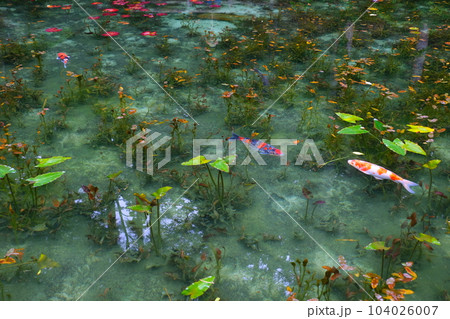 モネの池の鯉、根道神社 104026007