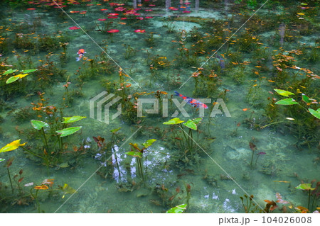 モネの池の鯉、根道神社 モネの池の鯉、根道神社 104026008