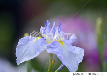 東京都葛飾区の堀切菖蒲園 104026029