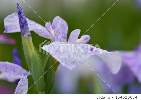 東京都葛飾区の堀切菖蒲園 東京都葛飾区の堀切菖蒲園 104026034