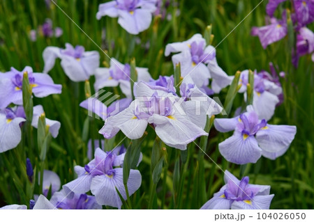 東京都葛飾区の堀切菖蒲園 東京都葛飾区の堀切菖蒲園 104026050