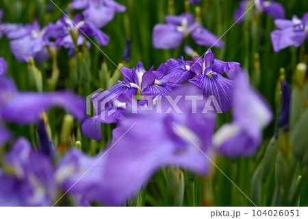 東京都葛飾区の堀切菖蒲園 104026051