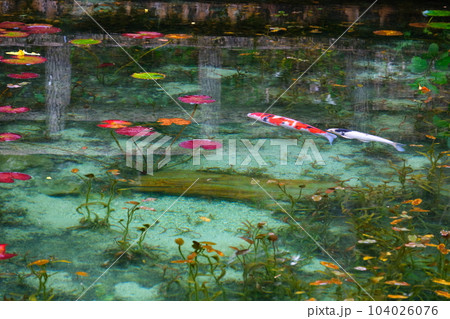モネの池の鯉、根道神社 104026076