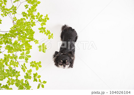 真上から撮ったドウダンツツジと黒いチワワ 104026104