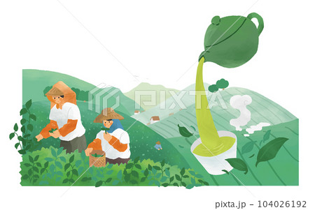 Tea farmers working in tea field Tea farmers working in tea field 104026192