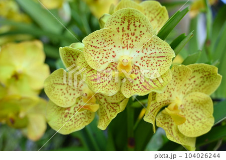 beautiful yellow orchids in the garden 104026244