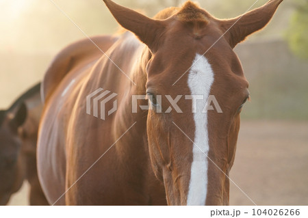 a horse in the sunset (馬) 104026266
