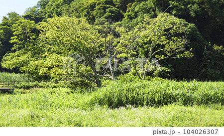 初夏の湿原 初夏の湿原 104026307