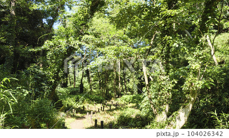 初夏の湿原 104026342