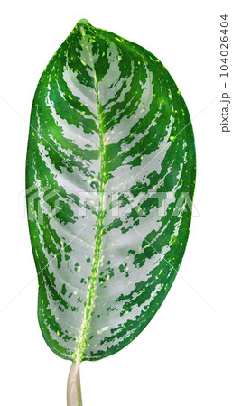 Green leaves pattern isolated 104026404