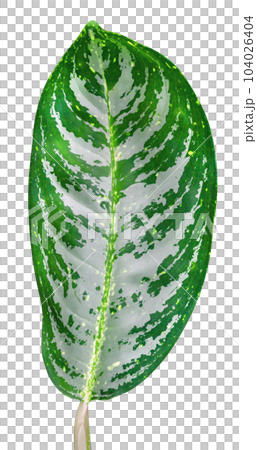 Green leaves pattern isolated 104026404