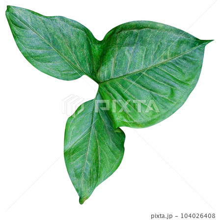 Green leaves pattern isolated 104026408