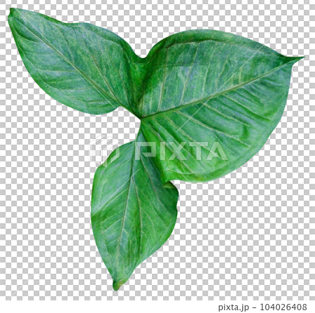 Green leaves pattern isolated 104026408