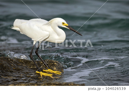 White heron wild sea bird, also known as great or snowy egret hunting on seaside in summer White heron wild sea bird, also known as great or snowy egret hunting on seaside in summer 104026539