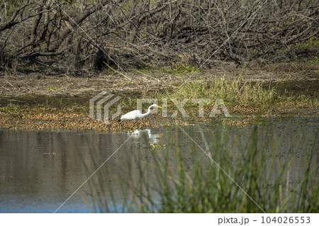 White great egret bird hunting on Florida wetland in summer 104026553