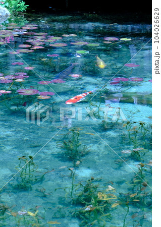 モネの池の鯉、根道神社 モネの池の鯉、根道神社 104026629