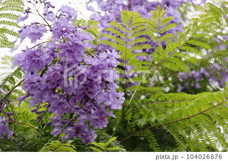 初夏に青紫色の花を咲かせるジャカランダ 104026876