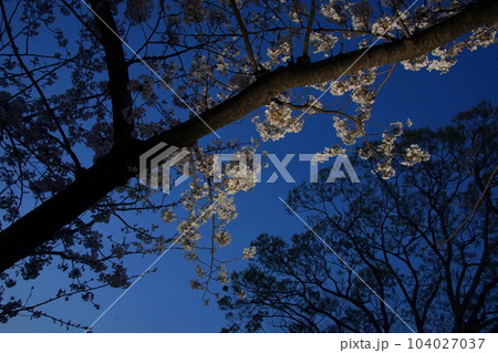 夜桜 104027037