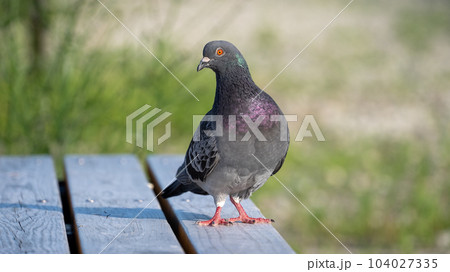 ベンチの上にいる鳩 ベンチの上にいる鳩 104027335