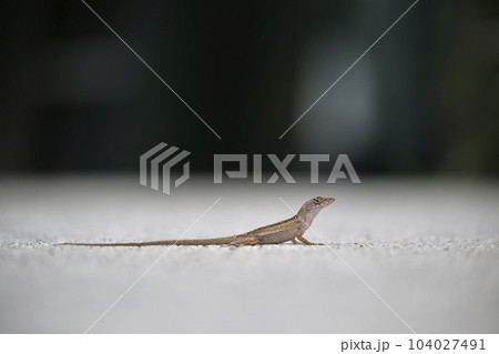 Macro closeup of blown alone lizard warming on summer sun. Anolis sagrei small reptile in native to Florida USA Macro closeup of blown alone lizard warming on summer sun. Anolis sagrei small reptile in native to Florida USA 104027491