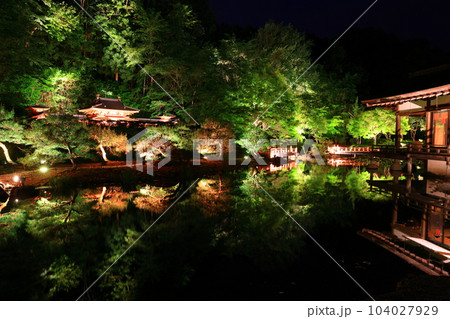 新緑のライトアップ 104027929
