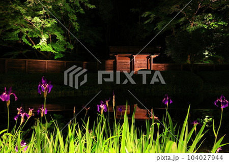 新緑のライトアップ 新緑のライトアップ 104027944