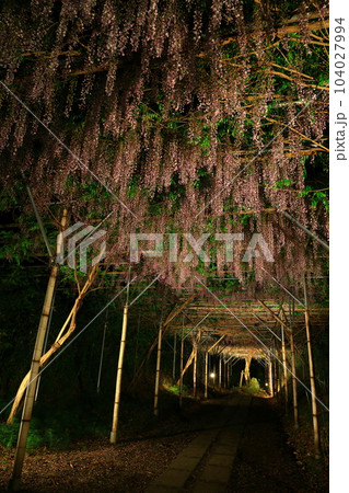 藤棚のライトアップ 104027994