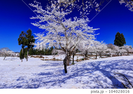 福山峠の雪上桜 104028016