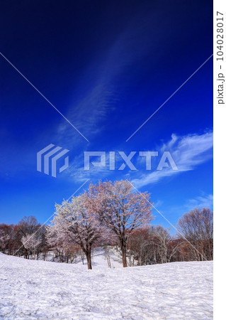 福山峠の雪上桜 104028017
