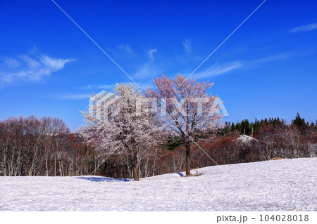 福山峠の雪上桜 104028018