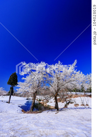 福山峠の雪上桜 福山峠の雪上桜 104028019